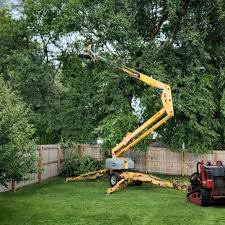 Best Fruit Tree Pruning  in Clearfield, PA